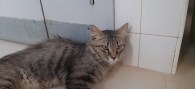Pompeu (4)